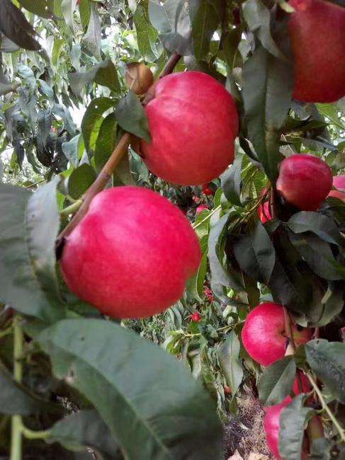 早熟黄肉油桃新秀中油27号