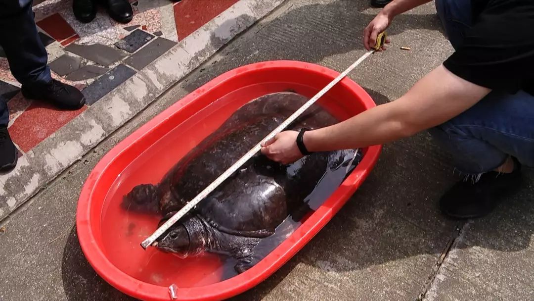 【嘉兴渔民抓到"甲鱼王"】菱桶这么大 长80厘米重50斤