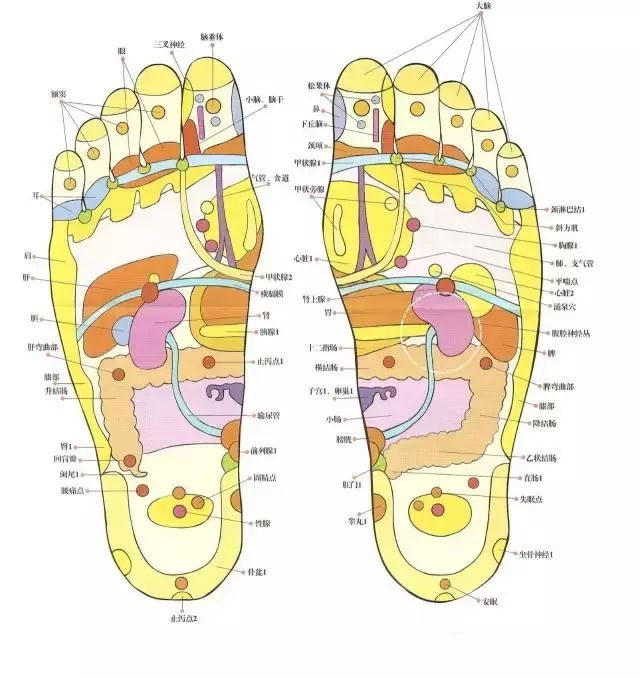 足底脾胃反射区示意图图片