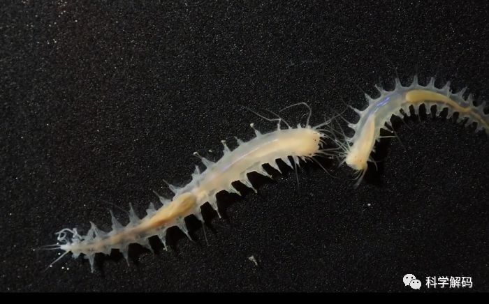 这种黏糊糊的蠕虫嗓门还挺大出乎意料