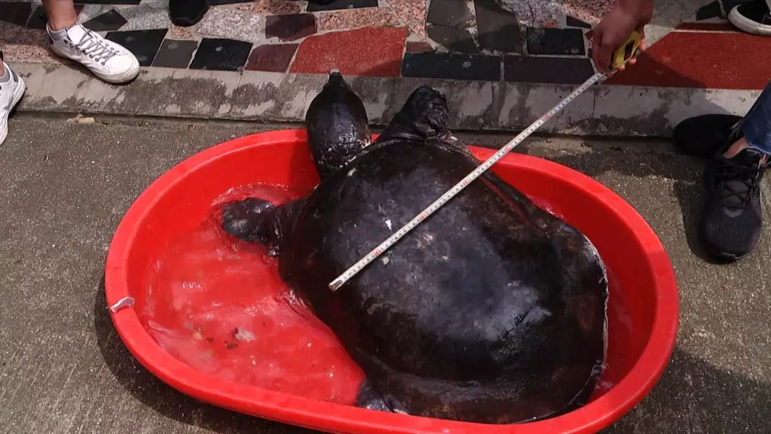 【嘉兴渔民抓到"甲鱼王"】菱桶这么大 长80厘米重50斤