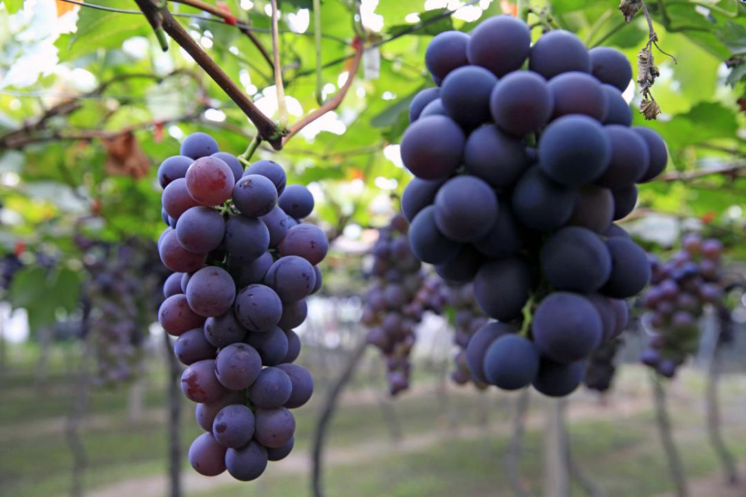 葡萄是西昌市目前种植规模最大的特色水果,主要栽培有巨峰,夏黑,克伦