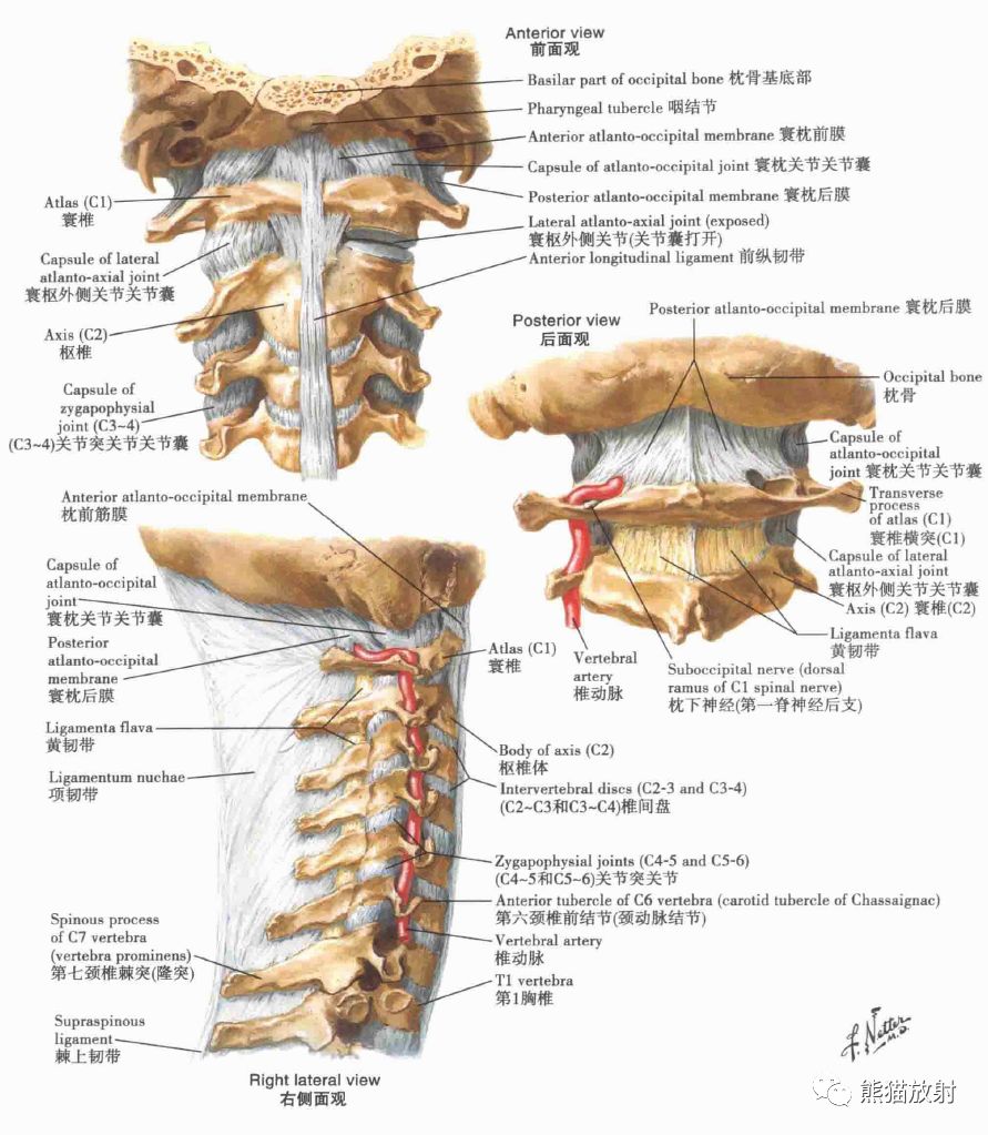 颈部骨骼解剖结构图解图片