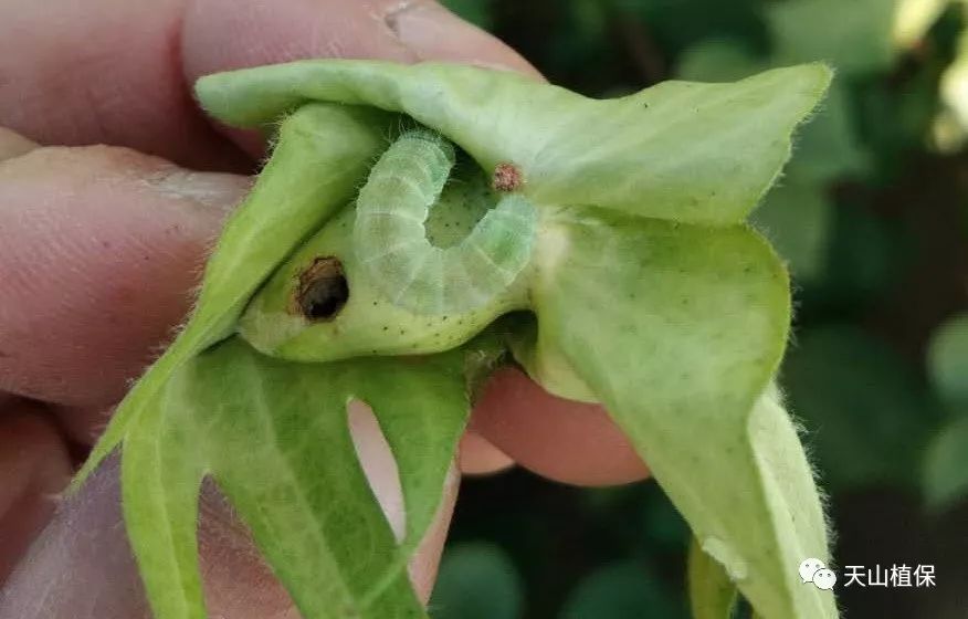 现阶段棉花生长发育特点,问题及田管措施建议
