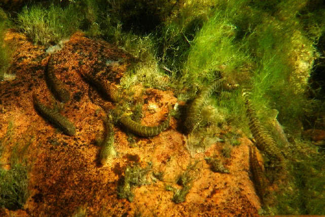 在深谷溪水中栖息着一种"爬石鱼",常聚在一起吸食石头上的苔藓