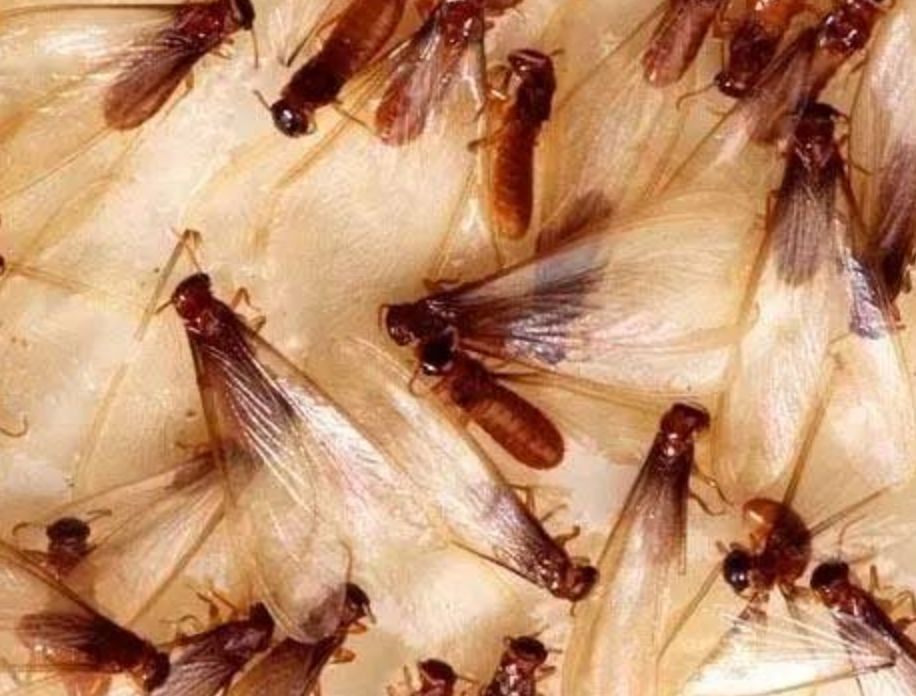 慎入恶心死了现在的温哥华到处都是飞蚁