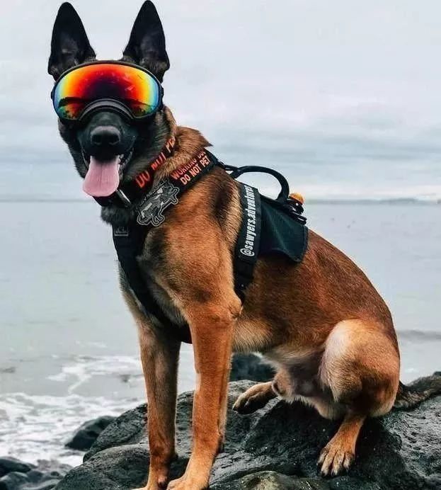 狂暴战士马犬意气风发怎一个帅字了得