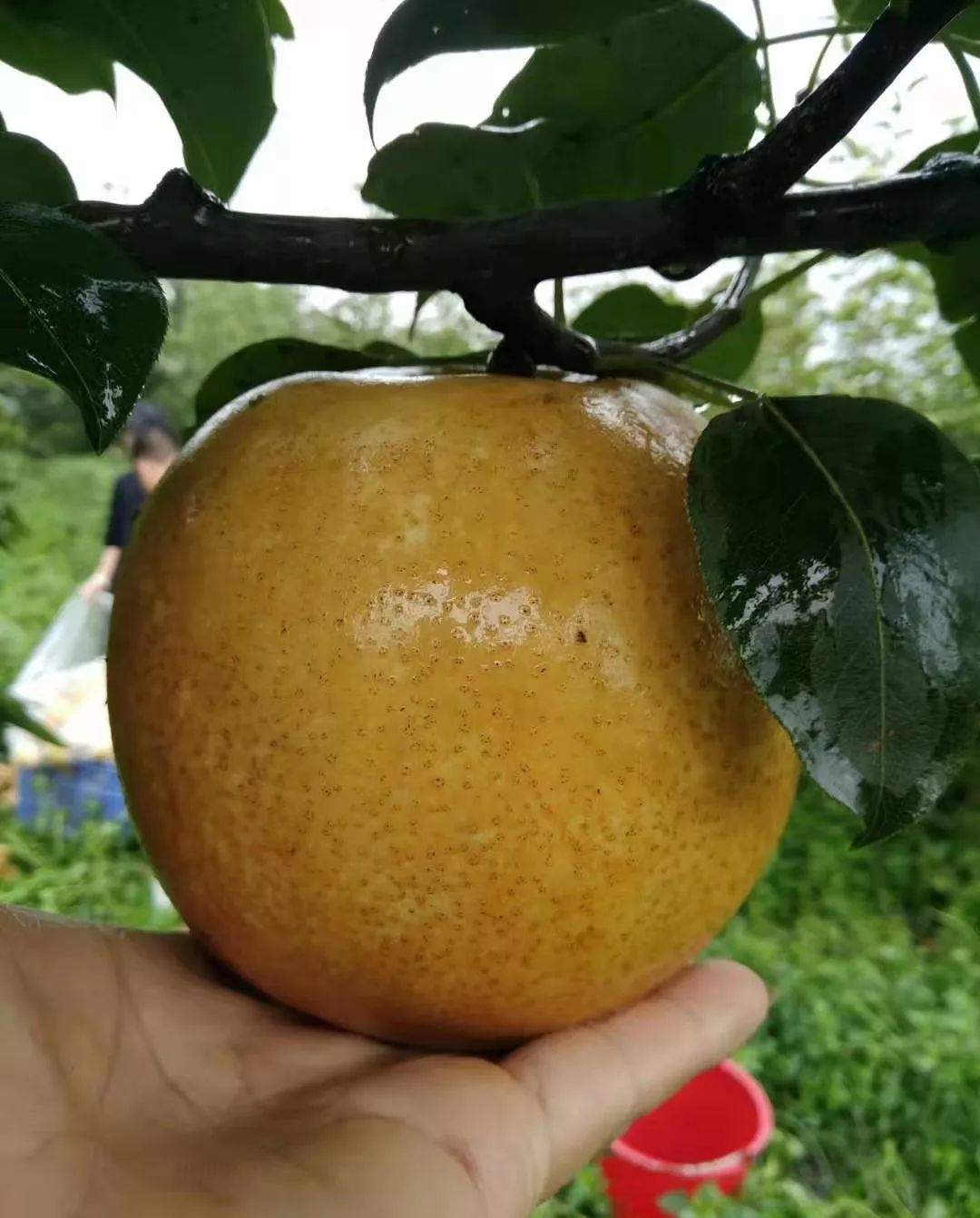 黄江扶贫结硕果这种拳头大的梨凝聚的是浓浓两江情