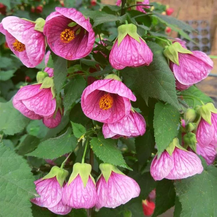 6款超美丽的"吊灯花",看一眼就想要一盆!