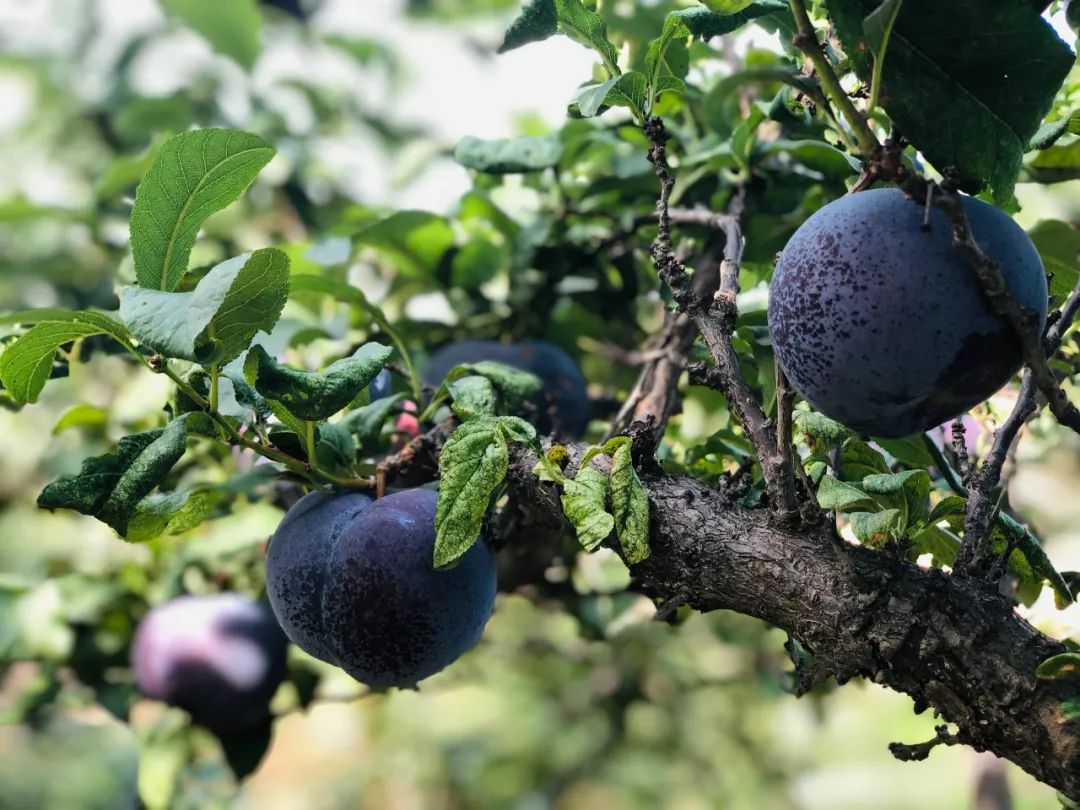 香甜可口黑布林源自陕西大荔县