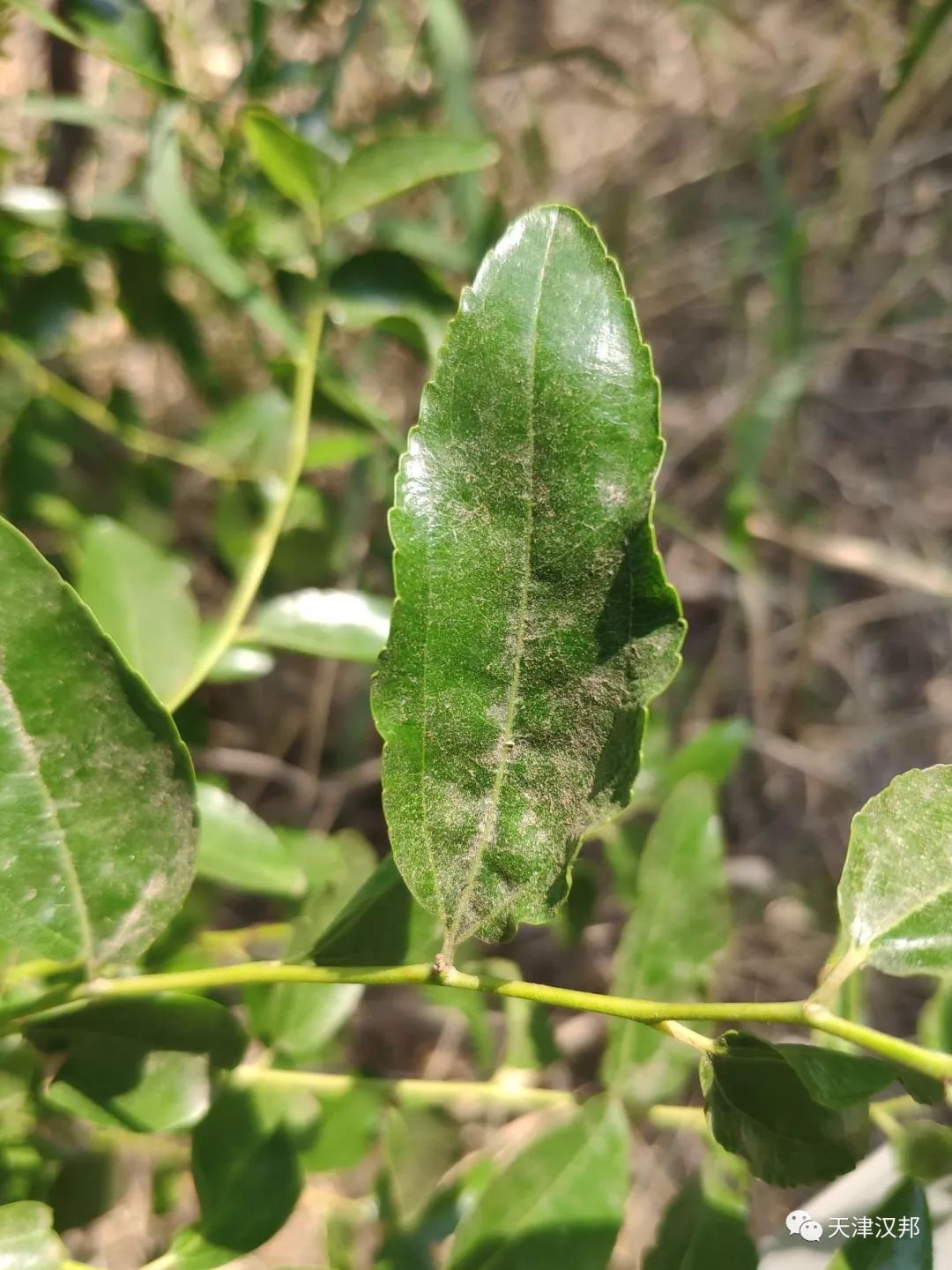 汉邦绝白让冬枣红蜘蛛无处可藏