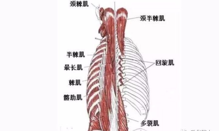 多裂肌训练图解图片