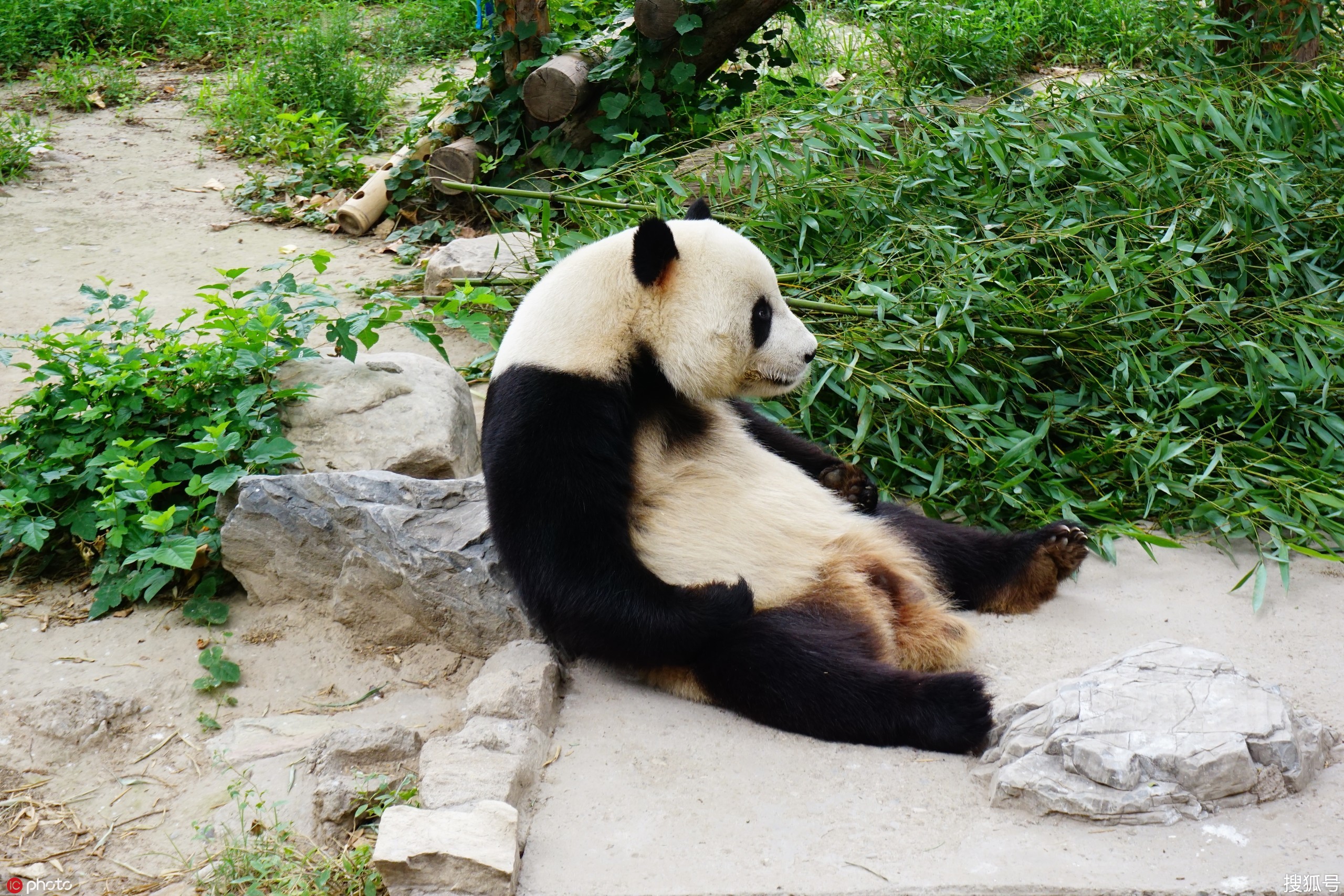 在北京動物園發現有人向大熊貓場館內扔石頭,並配有視頻