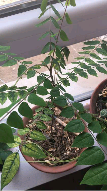 为什么盆栽杨桃树叶子总是变黄掉落5个原因来解释