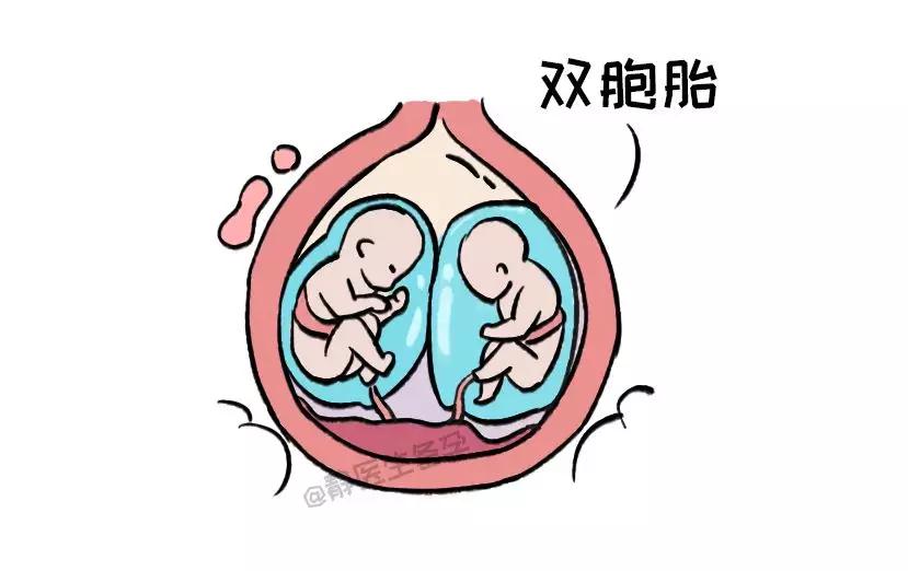 2颗精子进入卵子就是双胞胎?