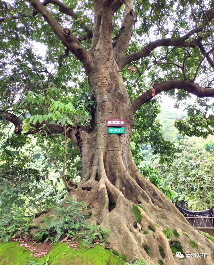 千年荔枝树