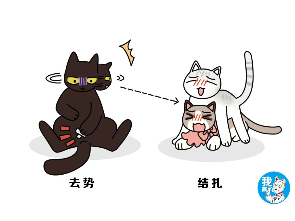 公猫绝育之后又双叒发情了?别怪猫主子不学好了,听听兽医说的吧
