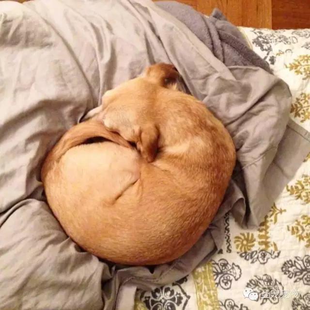 狗狗蜷缩成一团的睡姿是自古演化出的本能反应.2.