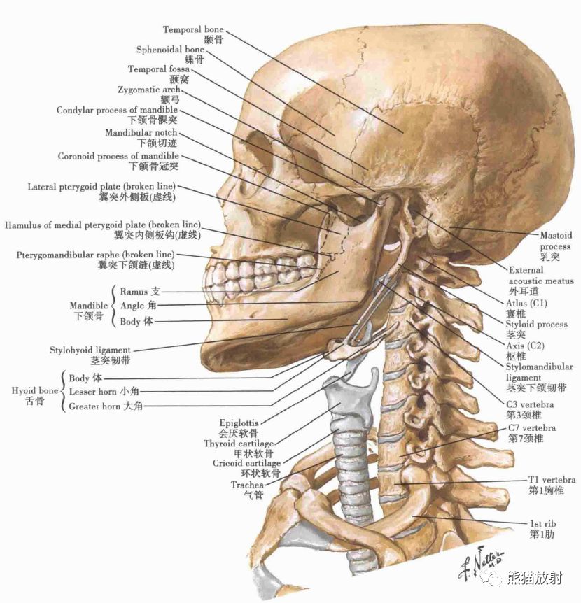 翼突窝:后面观和下侧面观下颌骨颞下颌关节颈椎:寰椎和枢椎颈椎(续)