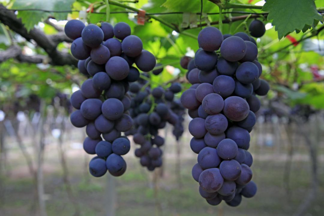 水果,并且以极晚熟为特点,在西昌葡萄上市期间国内市场几乎没有新鲜