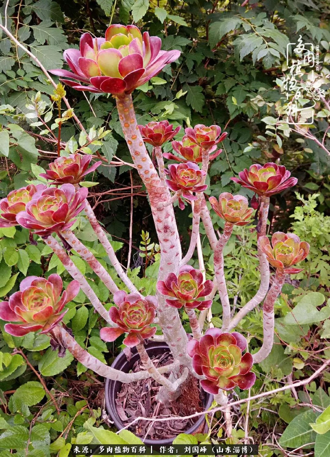 巫毒法师,无论是遮阳还是淋雨,它依然倔强保持状态!