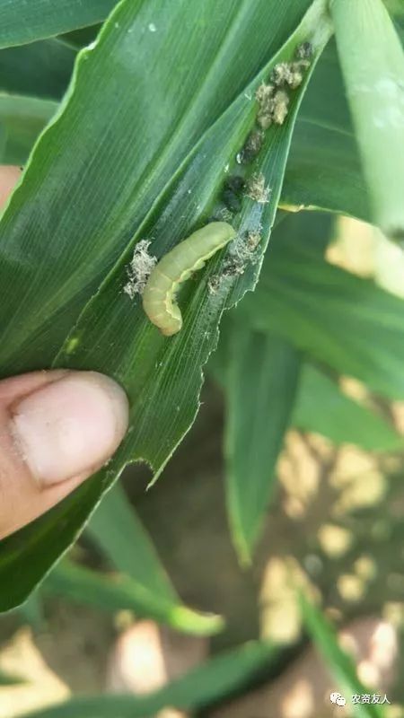 7月中下旬大姜当前管理要点