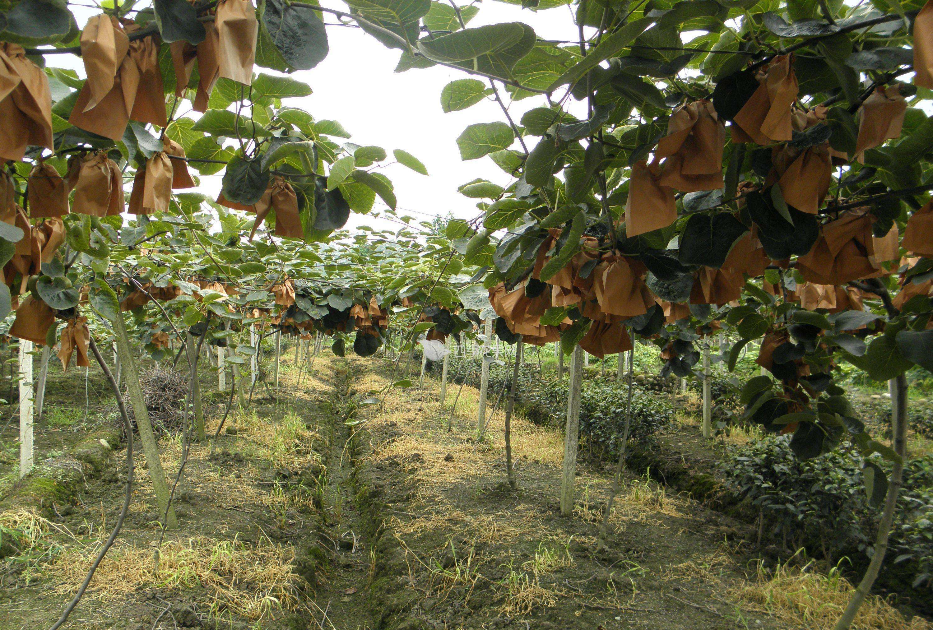 夏天,猕猴桃落果是什么原因导致的?那要怎么办呢?_植株