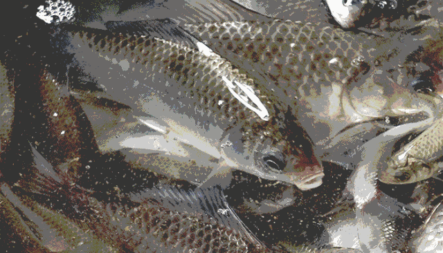 go~一起组团去抓鱼,超市消费还能抓鱼哦!