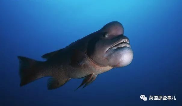 金黄突额隆头鱼