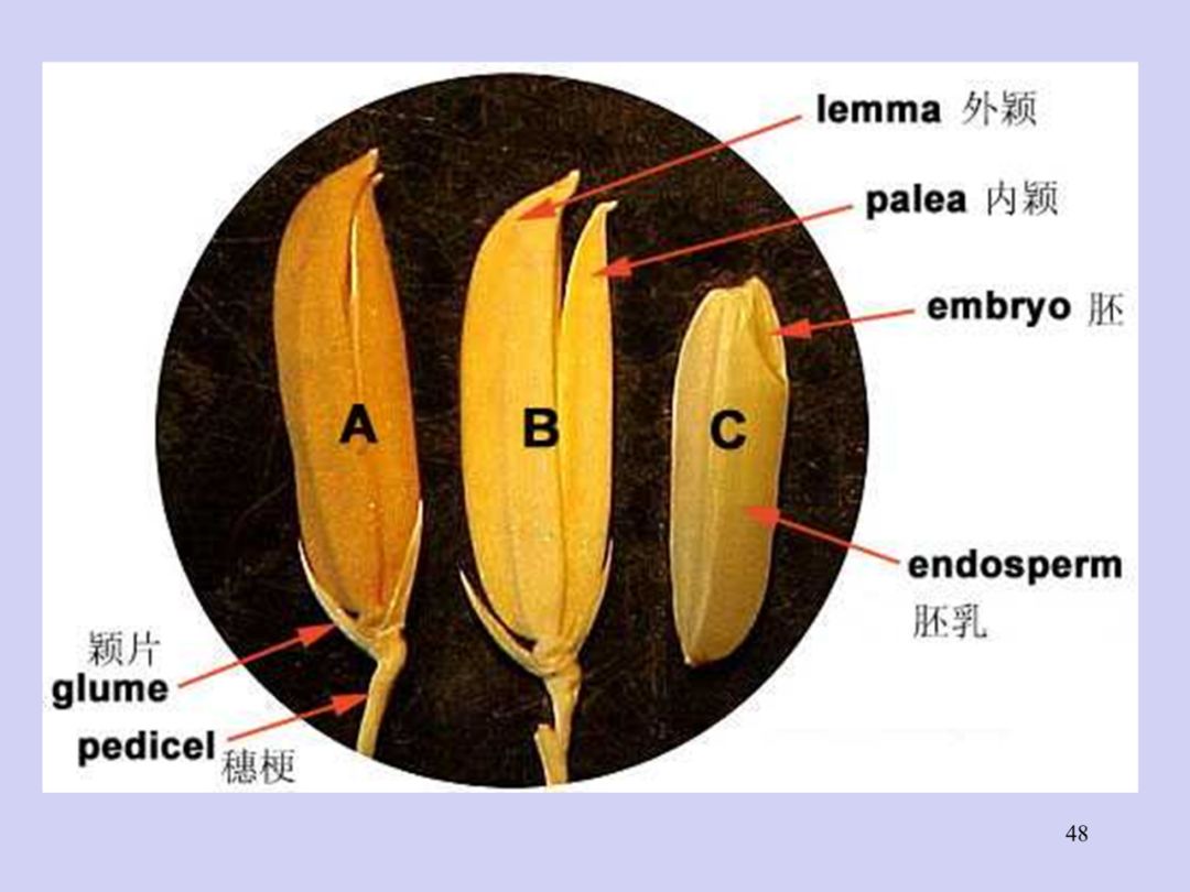 水稻种子示意图图片