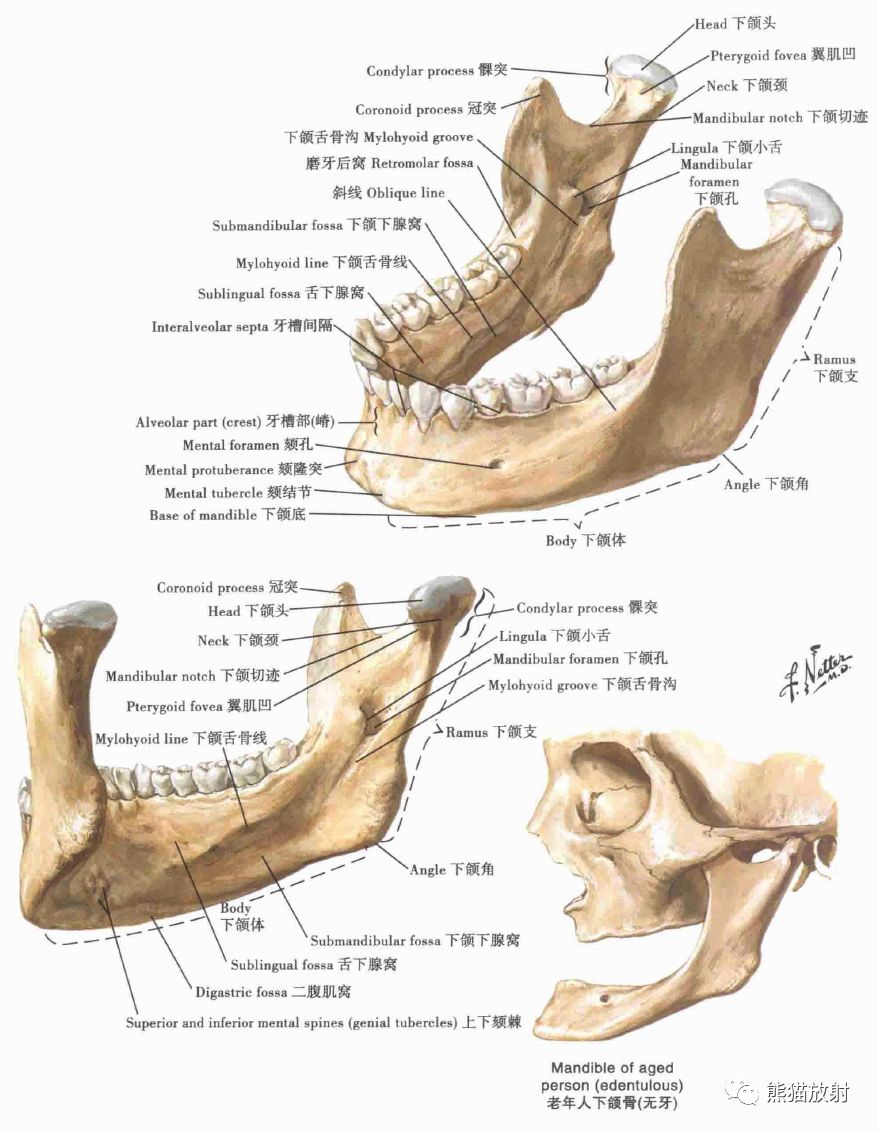下颌骨翼突窝:后面观和下侧面观