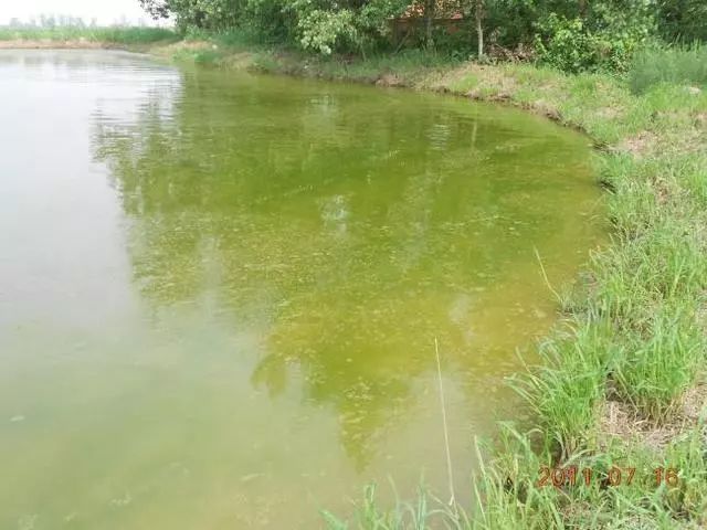 池塘水体浓绿养殖户要警惕水体老化养殖高手教你如何调老水