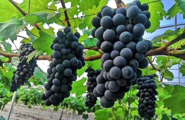 世界农业强国以色列原装进口水溶肥来袭这次你一定不要错过