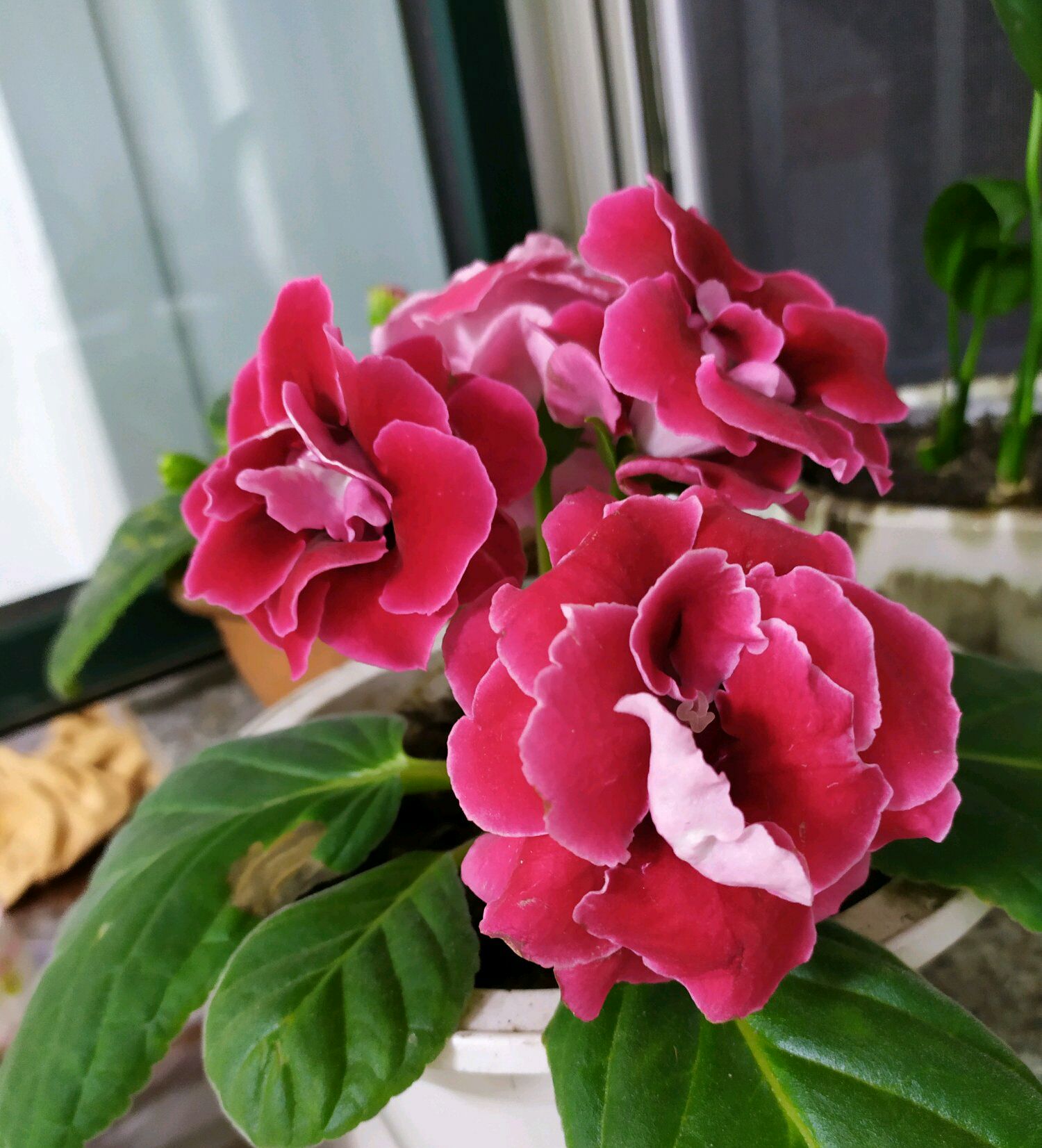 大岩桐修剪时间表照着做三季可开花夏季也爆盆