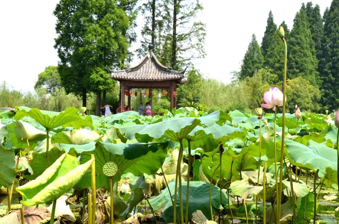 出游影视剧中美哭的风景莲花坞荷花飘香我在金华帮你找到了