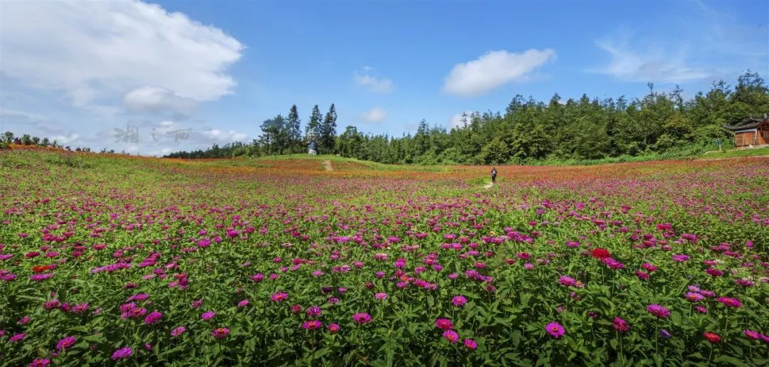 花垣这个花海盛开了必将成为网红之地