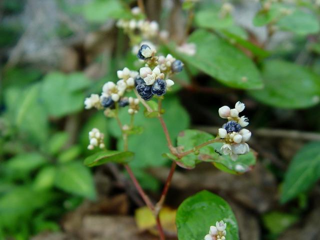 鬼针草双穗雀稗水蜈蚣碎米莎草田旋花香附子野胡萝卜硬质早熟禾转自