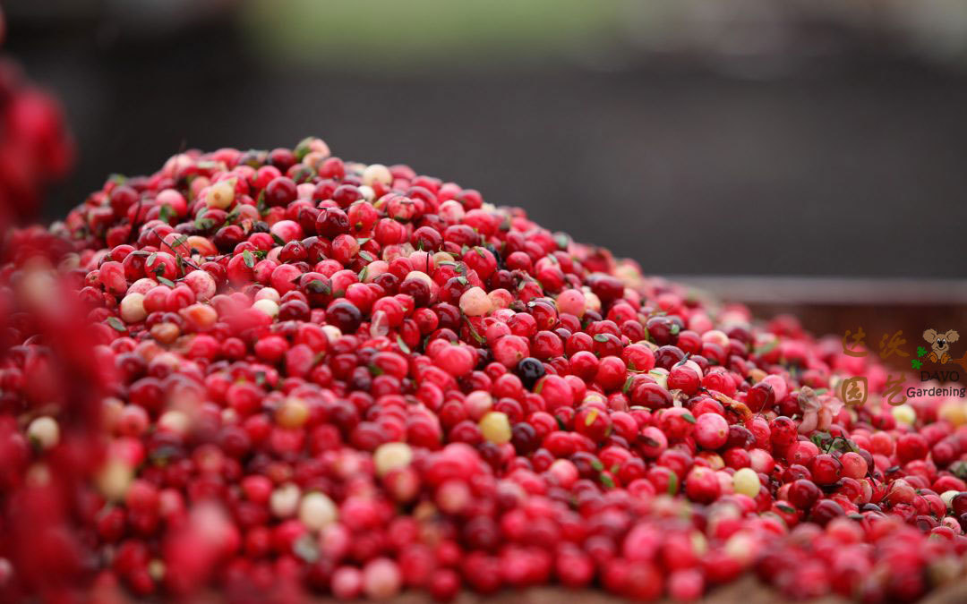 美的让人窒息的北美蔓越莓收获季