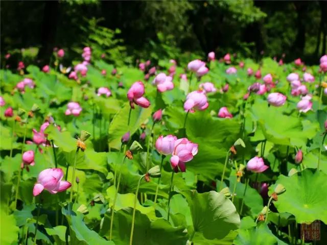 盛夏時節,平利縣琵琶島百畝荷花爭奇鬥豔,競相綻放,微風輕拂,紅浪翻滾