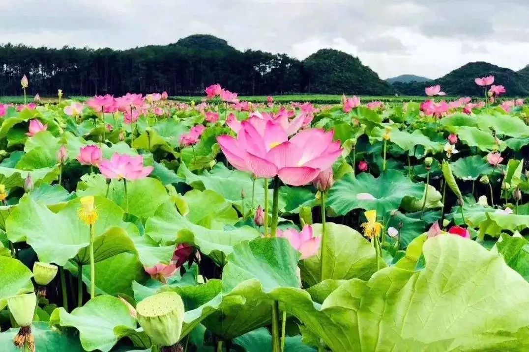 春城秀搭上高铁或自驾荷塘碧色尽收眼底