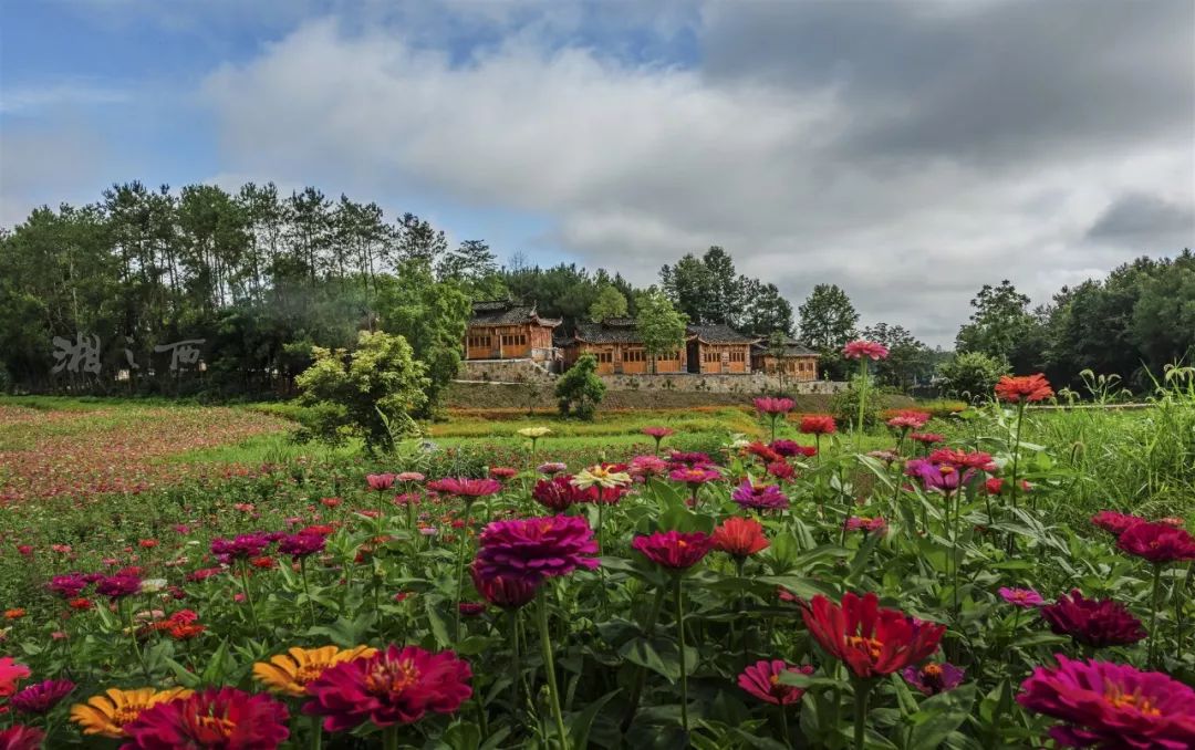 花垣这个花海盛开了必将成为网红之地