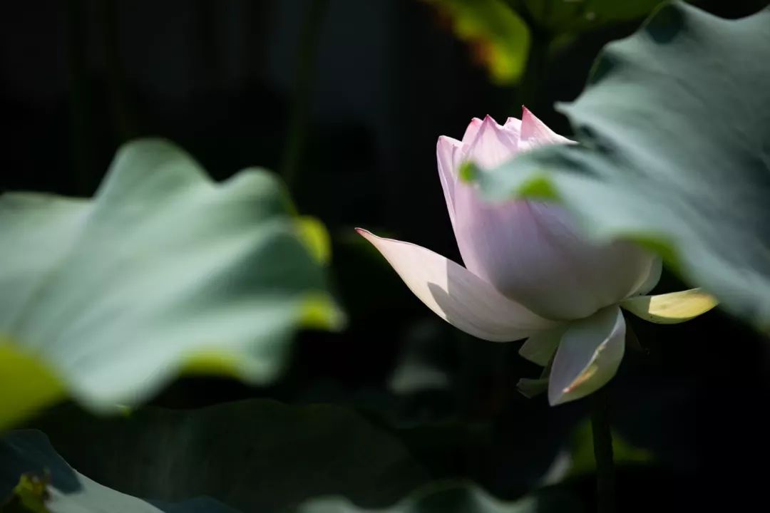 你还记得大明湖畔的夏雨荷吗?_荷叶