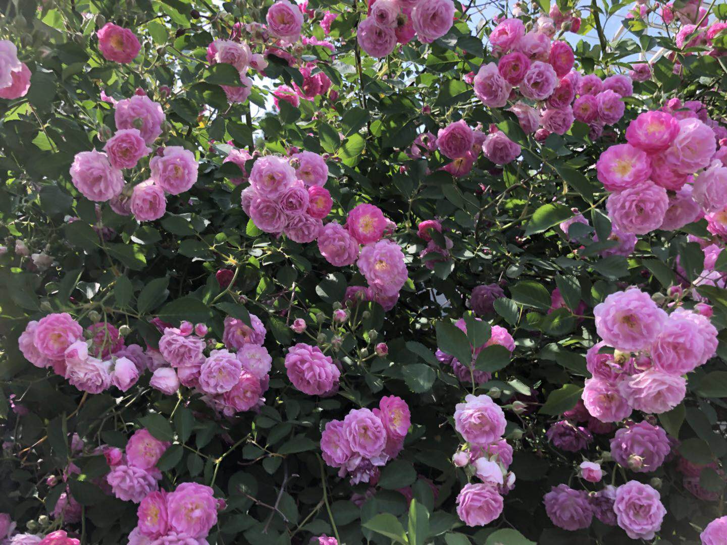 郝俊美原创丨蔷薇(外一首),王传华诗评丨失恋,一剂奇妙的蒙药_花夫人