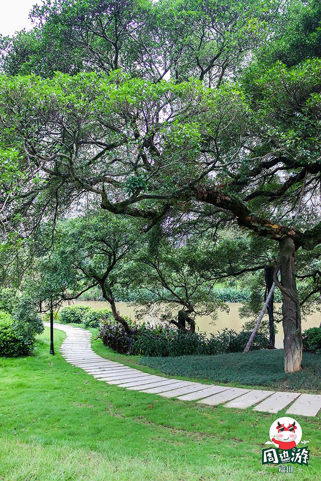 太美榕荫柳绿流花叠影福州仓山这处公园大转变