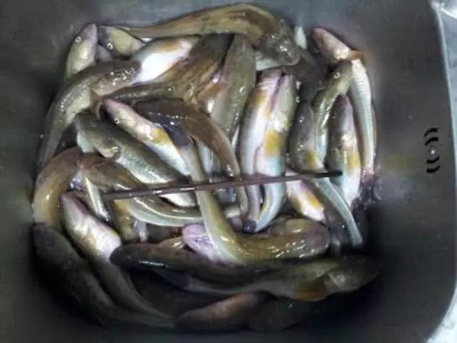 凤尾,体色玉黄,头部粗看似有四腮,头大嘴也大,贪食小鱼,小虾,沙蚕之类