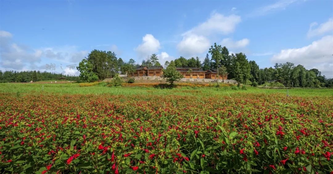 花垣这个花海盛开了必将成为网红之地