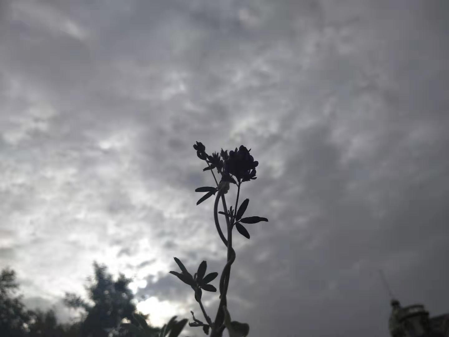 图配诗·《如果有一天我死了》 作者:高斌宇