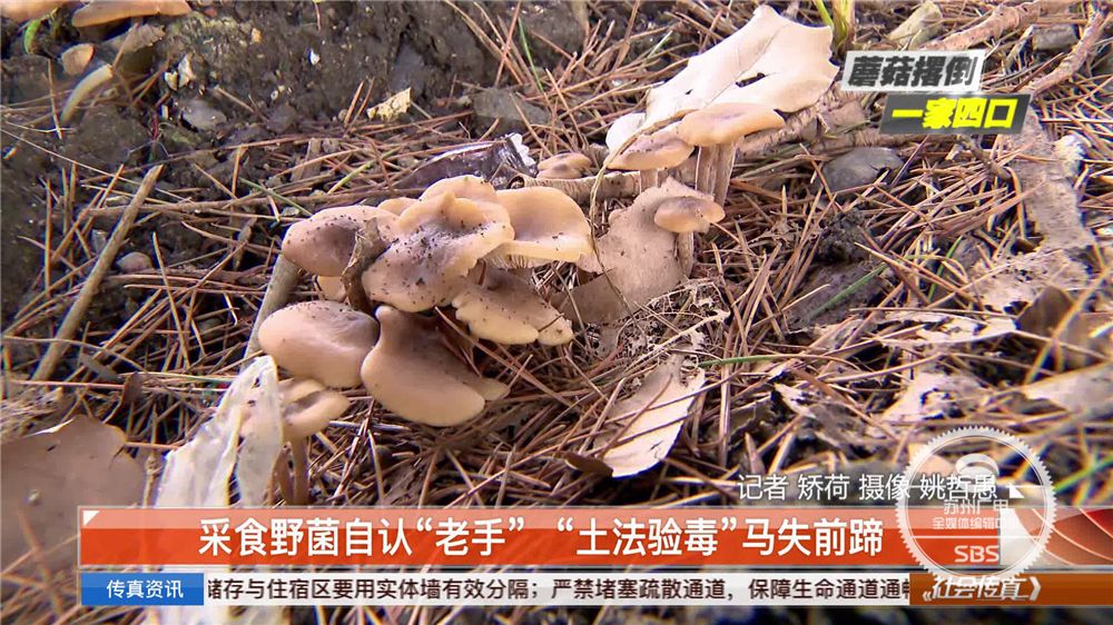 雪松适合在哪里生长