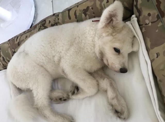 狗狗得细小死了后,家里还能再养狗狗吗?这些是必须注意的!