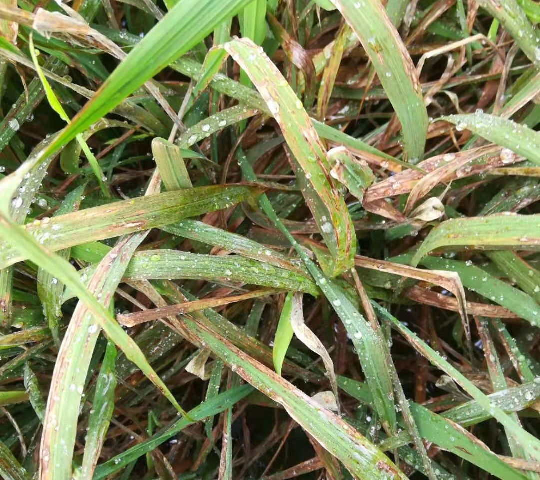 稻瘟病是水稻生产上常发病害,在整个生育期内均会发生,其中以叶瘟和穗